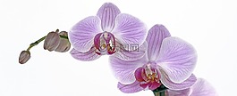 蘭花,花,開(kāi)花