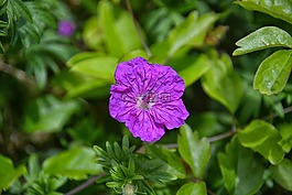 花,植物區(qū)系,性質