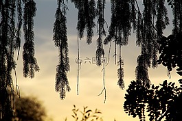 柳树,树,分支机构