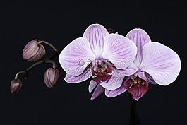 蘭花,花,開花