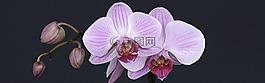 蘭花,花,開花