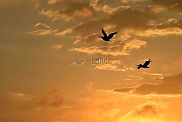 日落,佛羅里達,鳥