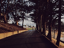路,路面,樹