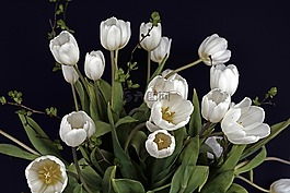郁金香,郁金香花,鲜花