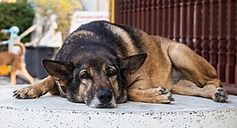 狗,動物,哺乳動物