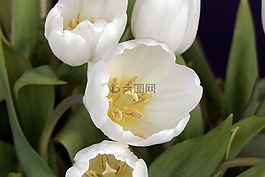 郁金香,郁金香花,鮮花