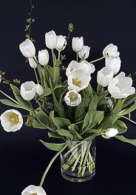 郁金香,郁金香花,鮮花