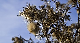 秋薊,帶動(dòng),開花