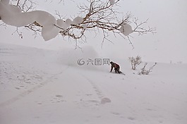 滑雪板,冬天,雪