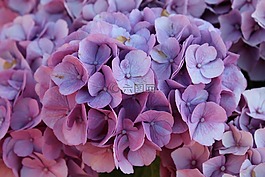 繡球花,鮮花,花園