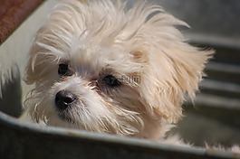 小狗,動物,狗