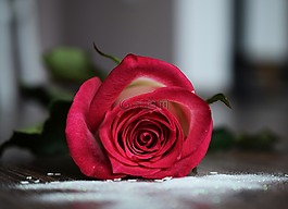 玫瑰,花,美麗的花