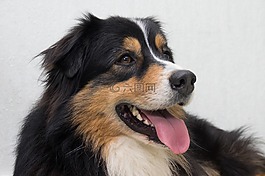 狗,澳大利亞牧羊犬,快樂(lè)