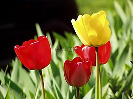 鮮花,春,顏色