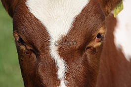 牛,動物,眼睛