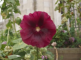 蜀葵,花,夏季花卉