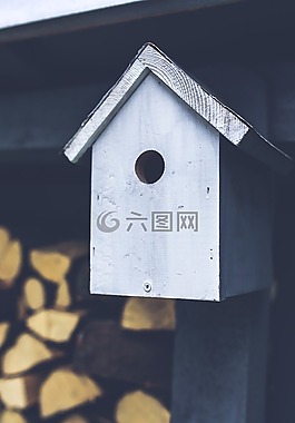 育雏,鸟,灰色