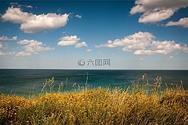 植物,水,海洋
