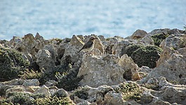 鳥,自然,野生