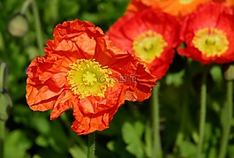 罌粟,klatschmohn,花