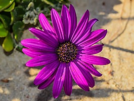 花,非洲雏菊,osteospermum