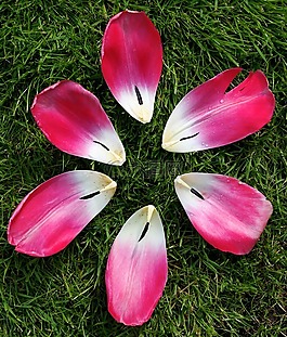 郁金香,花,性質(zhì)