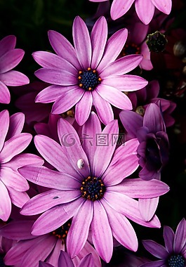 花,紫,春天