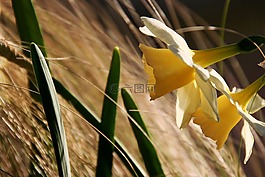 花,黃色,性質(zhì)