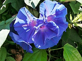 花,藍(lán)色,地中海