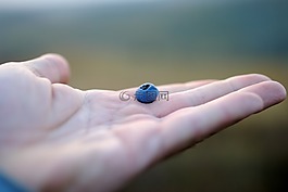 蓝莓,手,水果