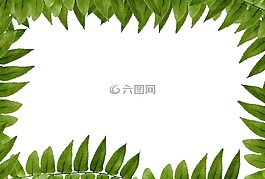 叶,绿色,polypody