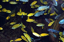 魚,水,自然