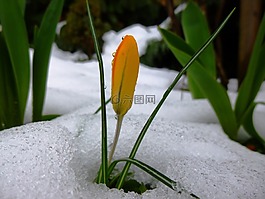 黃色花,雪,弗羅斯特