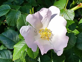 野玫瑰,花,自然