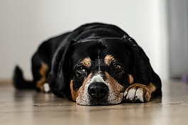 狗,寵物,動物