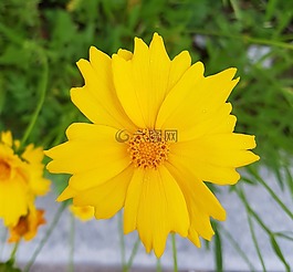 宇宙,大道,黃色花