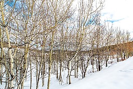 育空地區(qū),加拿大,雪