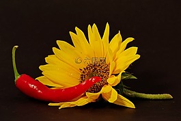 辣椒,胡椒,紅色