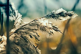 植物,冰,凍結(jié)
