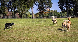 邊境牧羊犬,羊,羊群效應(yīng)