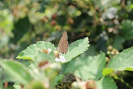 蝴蝶,性質(zhì),動物