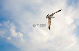 海鷗,鳥,鷗