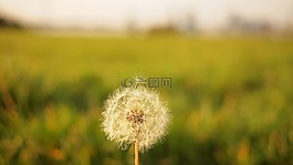 蒲公英,花,模糊