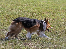牧羊犬,工作,羊群效應(yīng)