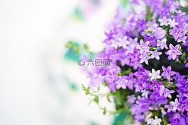 紫色的花朵,春,夏天