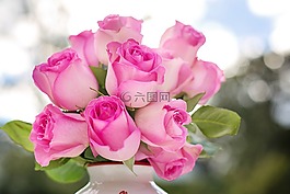 粉色玫瑰,玫瑰,鮮花