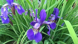 迷你虹膜,花,紫色