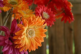 格伯,非洲雏菊,花束