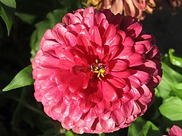 百日草,粉紅色,花