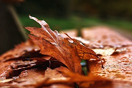 秋季,雨,濕